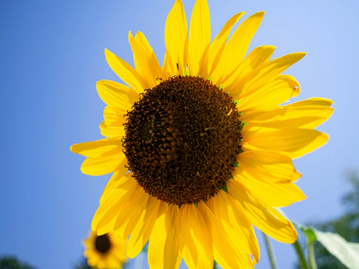 large yellow flower on stalk with green leaves in the foreground