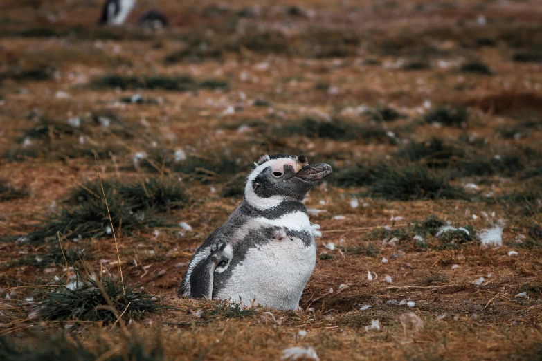 a small penguin with white spots on his back standing up