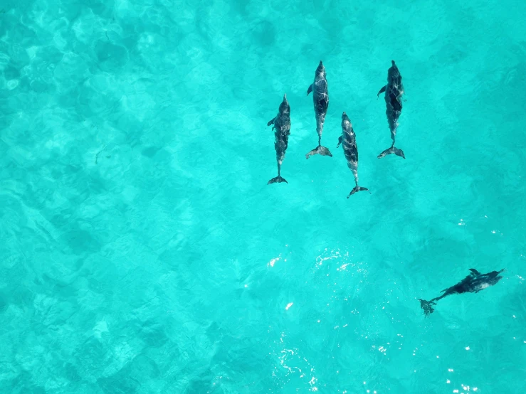 some small dolphins in some clear blue water