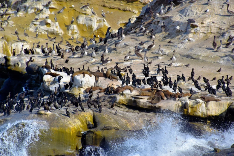 a flock of birds sitting on top of rocks near the ocean