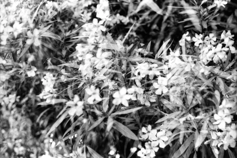 a bush with very small white flowers growing out of it