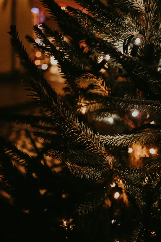 a close up of an evergreen tree with christmas lights in the background