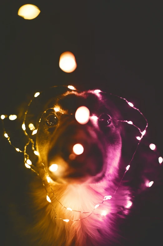 a black dog looking out at lights and a string of christmas lights