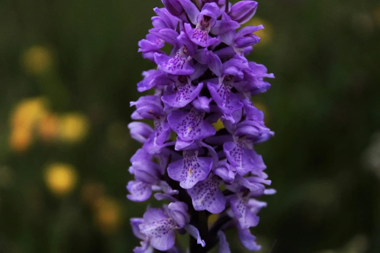 purple flowers in the middle of green foliage