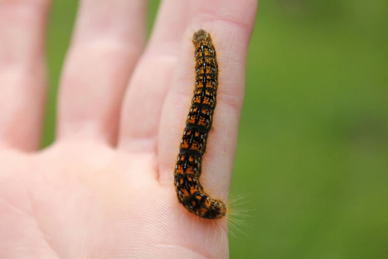 a little brown bug laying down on someone's hand