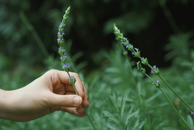 a person reaching for flowers on a plant