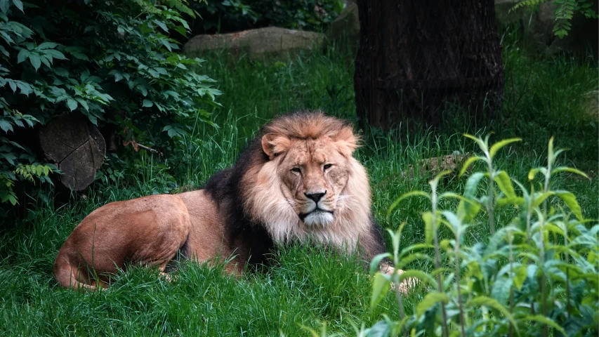 there is a lion laying down in the grass