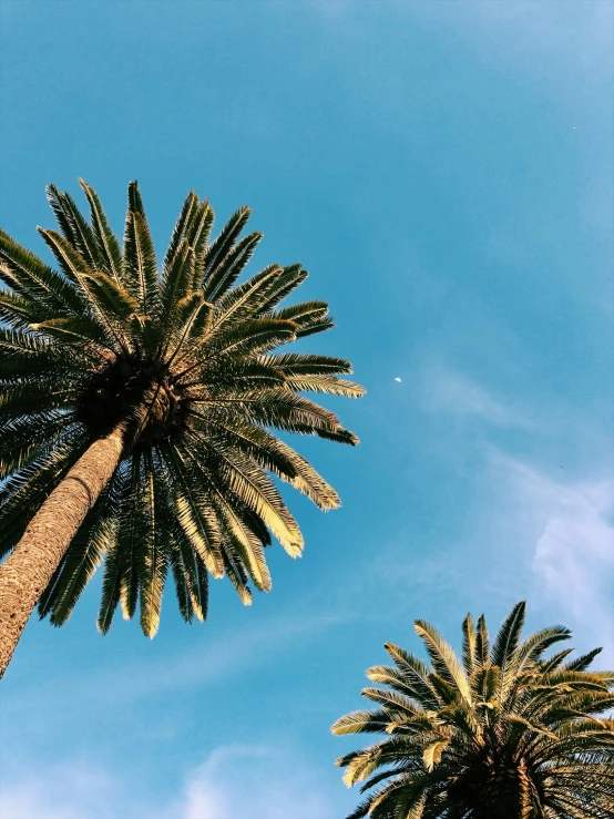 two tall palm trees against a blue sky