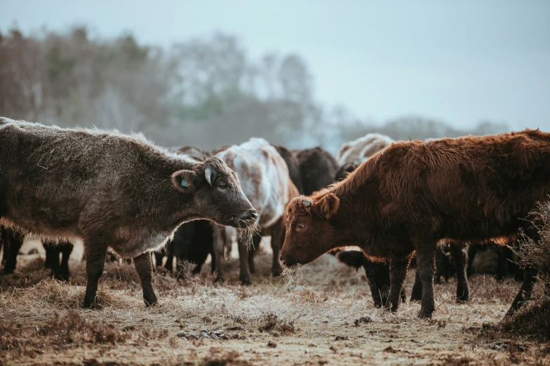 the cows are eating the grass near each other