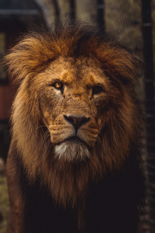 a lion staring straight at the camera with a blurry background