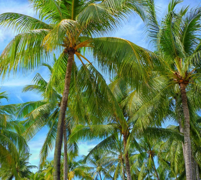 a tropical landscape has a clear blue sky and many green palm trees