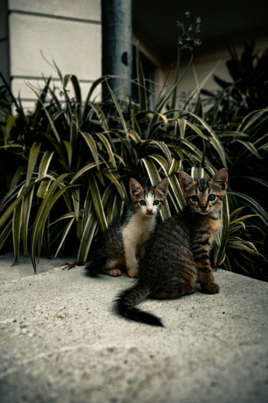 two small kittens sit next to large potted plants