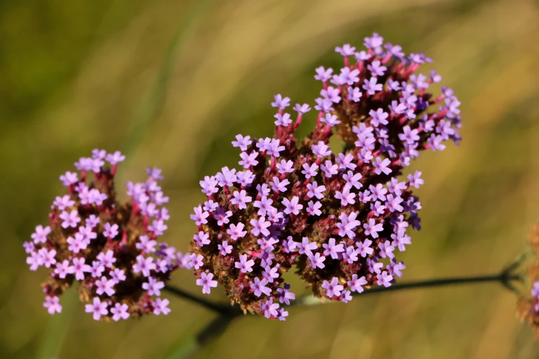 a small bunch of purple flowers on a plant