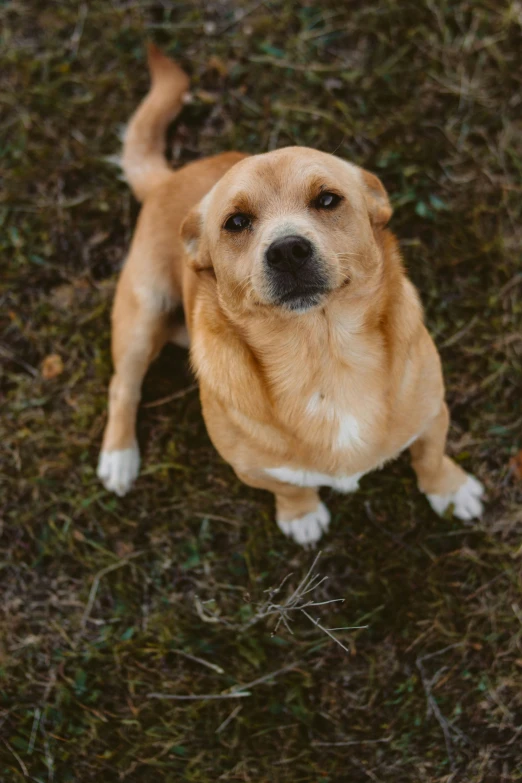 a tan and white dog standing on top of grass