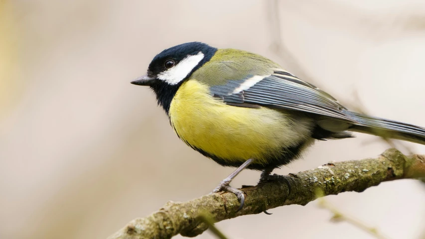 a small yellow and black bird perched on a tree nch