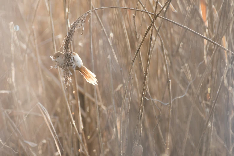 a bird sitting on a blade in the tall dry grass