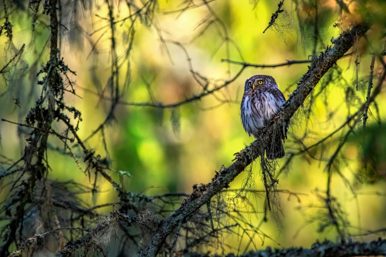 a bird sits on top of a nch with moss