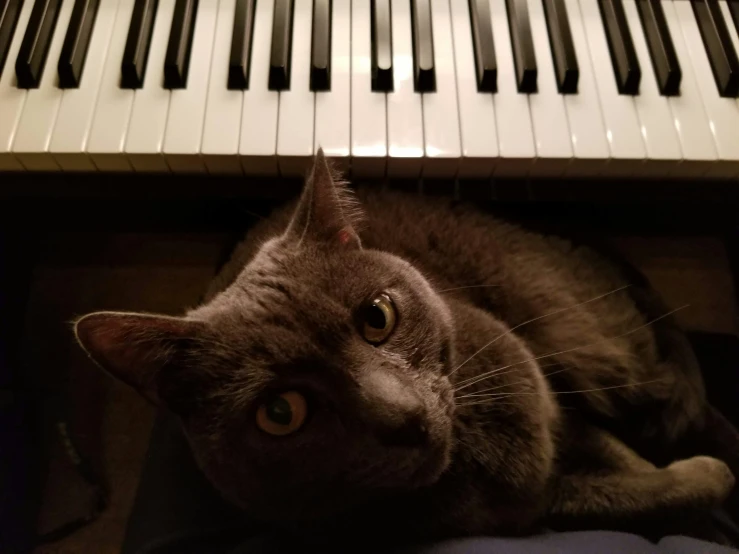 the gray cat is laying next to the piano keys