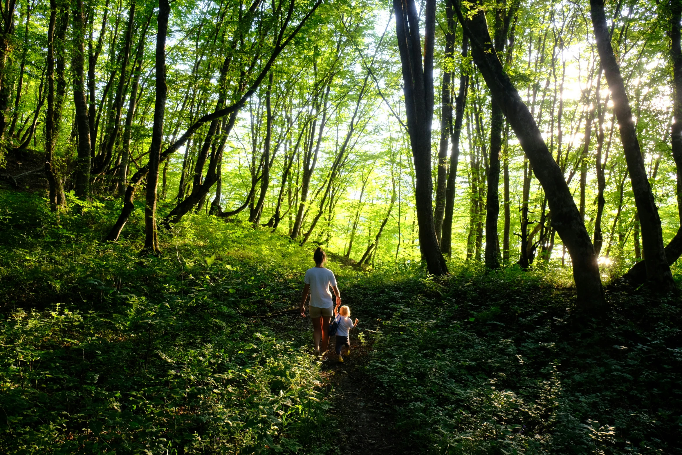 three people are walking on a trail in the woods