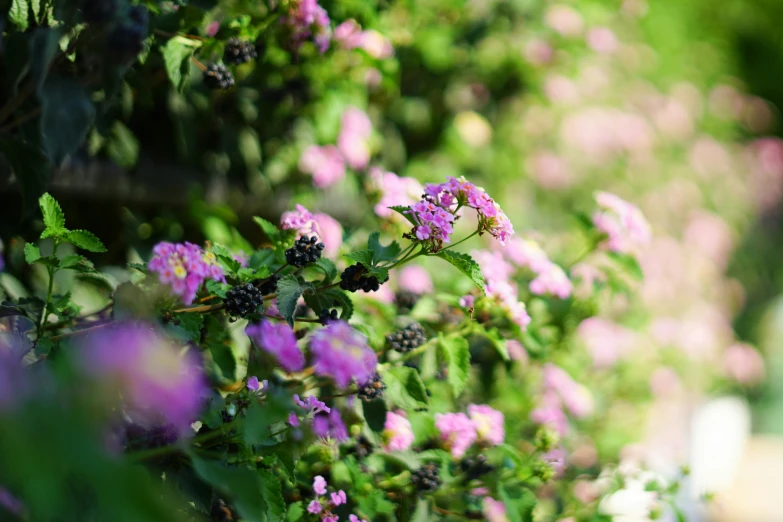 a bush with flowers growing beside it on a sunny day