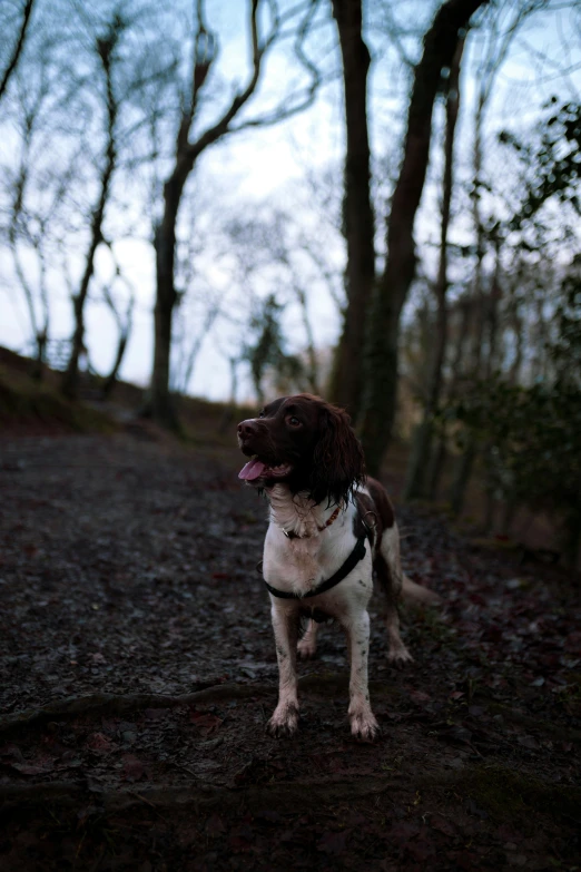 a dog standing on the road in front of trees