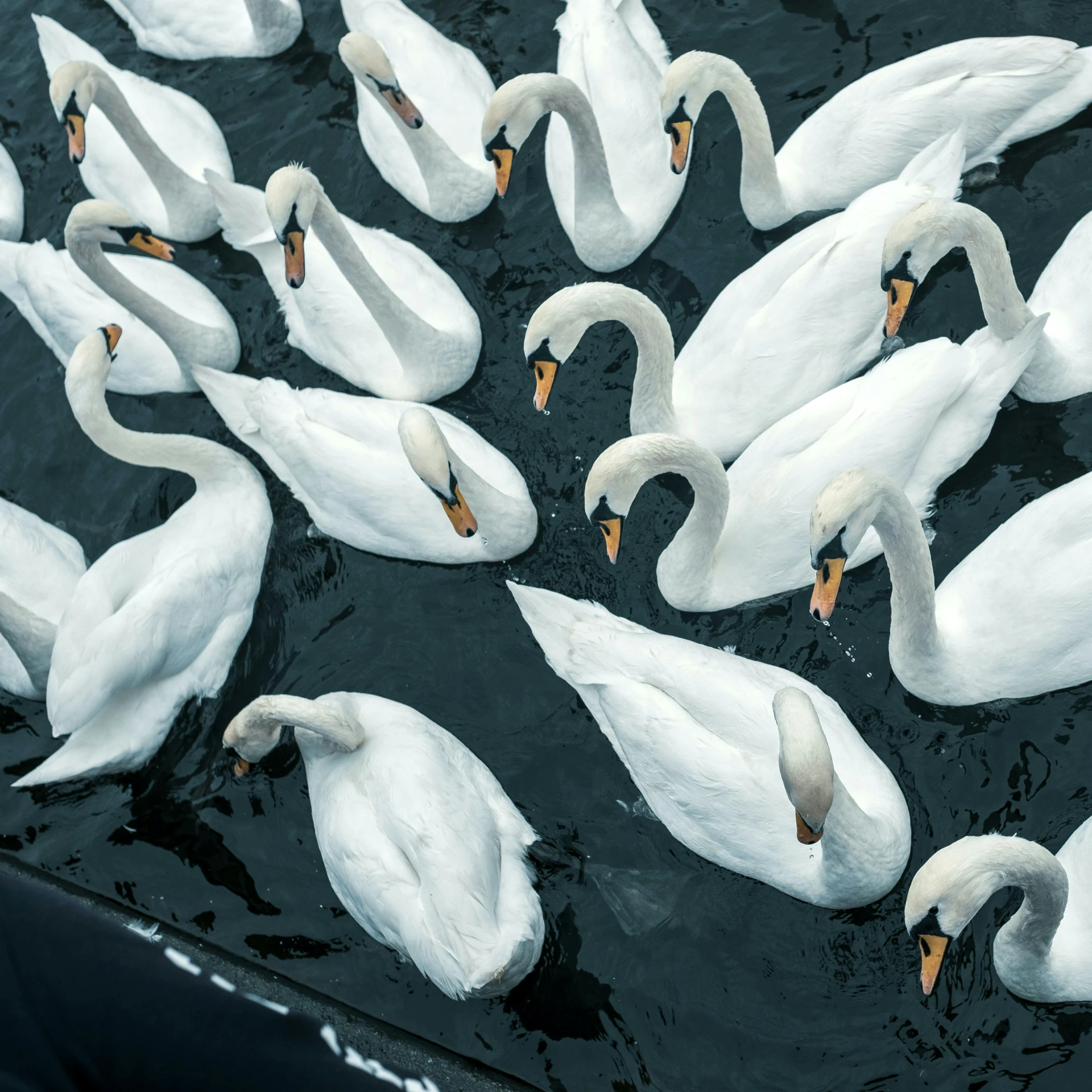 some swans swim in water next to each other