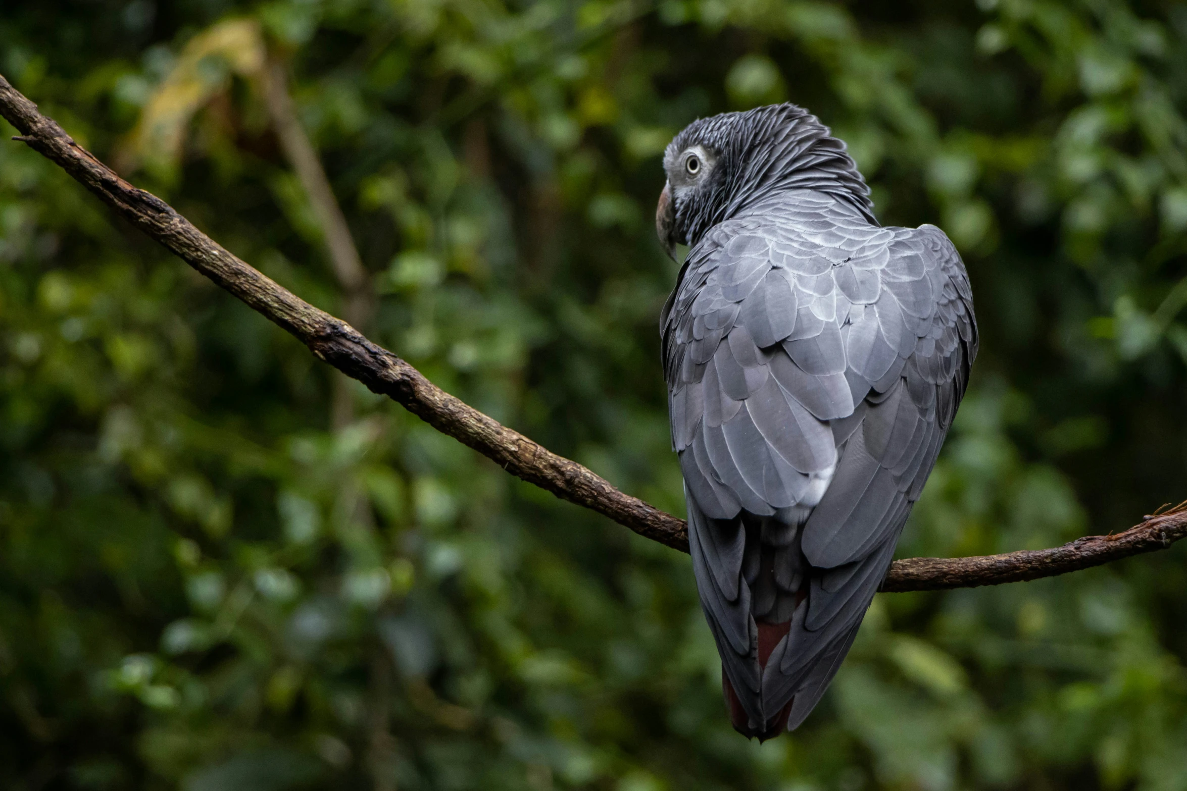 a bird is sitting on a nch in front of a forest