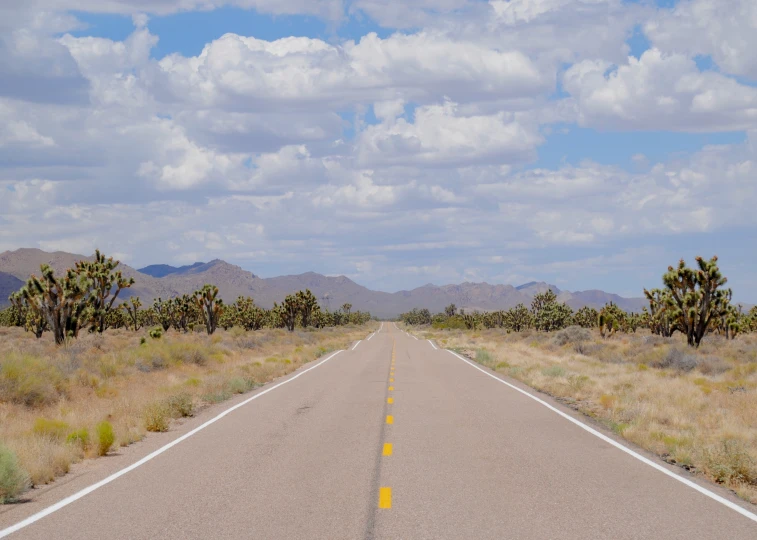 a road through the desert is lined with cacti