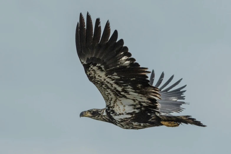 an adult eagle soars through the sky