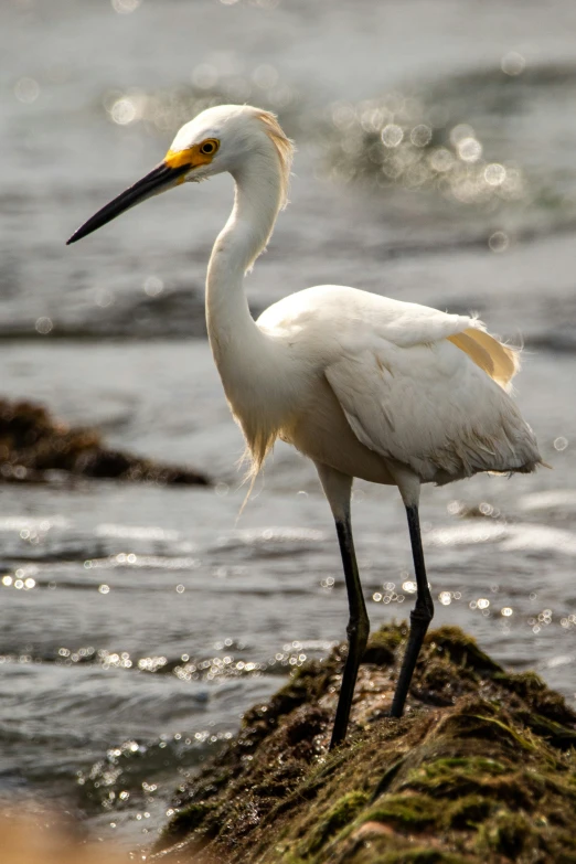 a white bird standing on a rock in the water