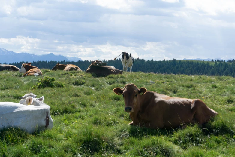 cows are laying down in the green grass on a mountain top