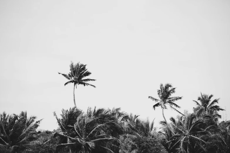 a black and white po of trees against a sky