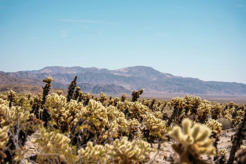 the mountains are behind a desert like environment with cacti