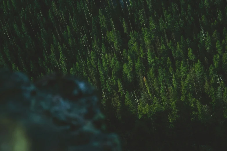 a green forest with lots of trees from above