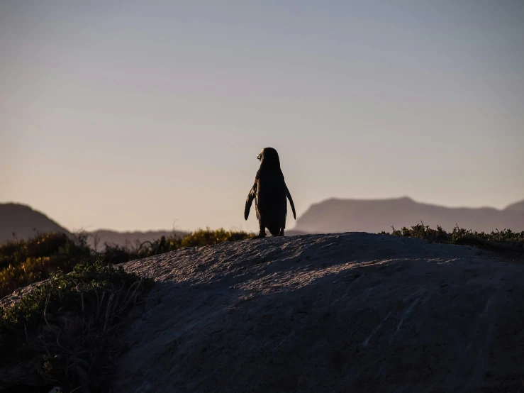 a person standing on top of a hill