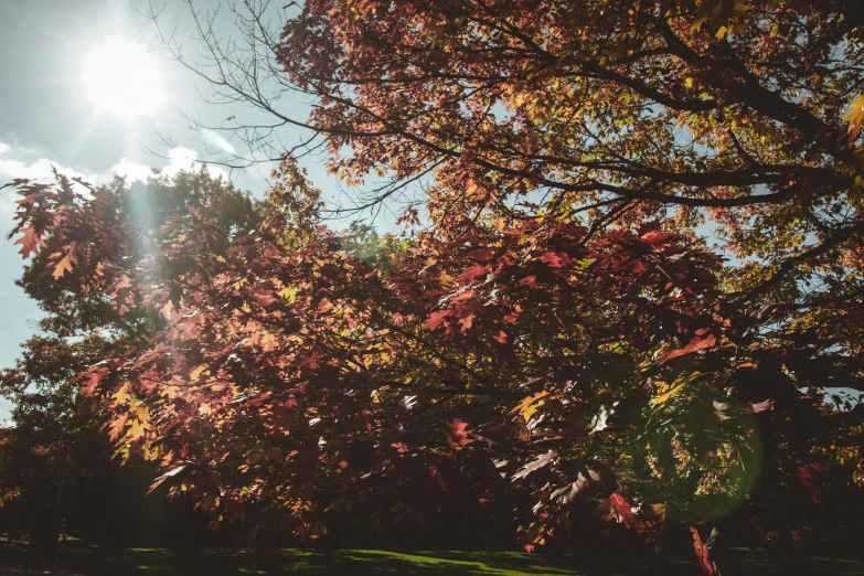 tree with lots of yellow leaves in the sunlight