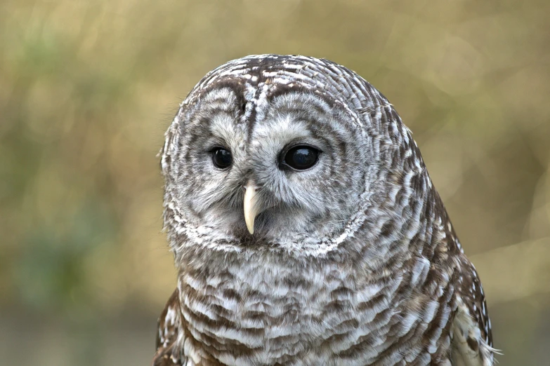 an owl with a surprised look sitting in front of it