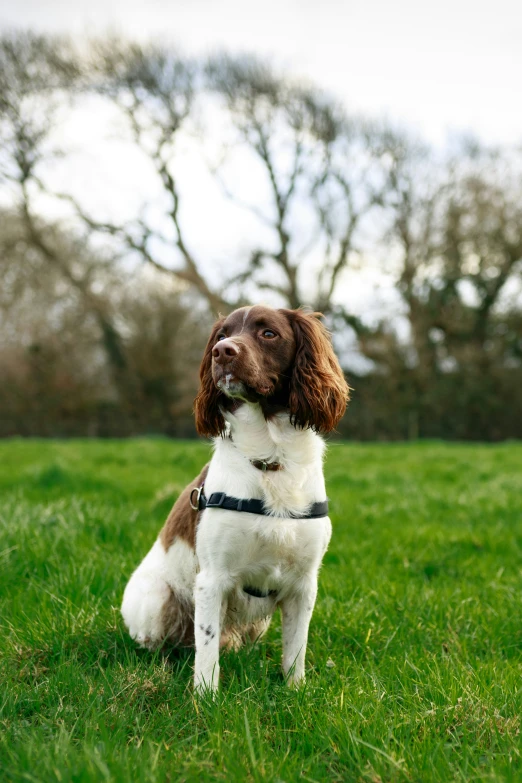 a close up of a dog sitting on a grass field