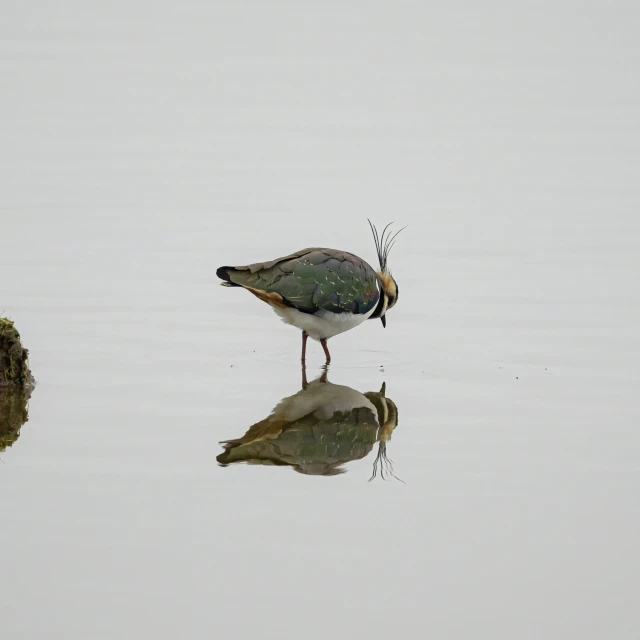 a bird with a fish in it's beak and its reflection on the water