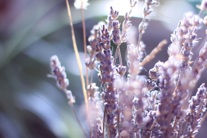 purple flowers with dew on the stems