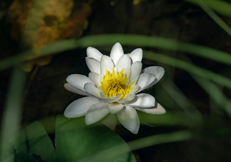 an image of a small flower with green leaves