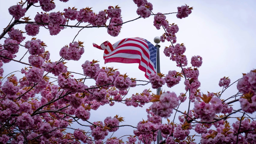 a flag with a star on it flying over tree nches