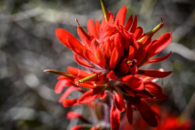 a flower with red petals in the sunlight