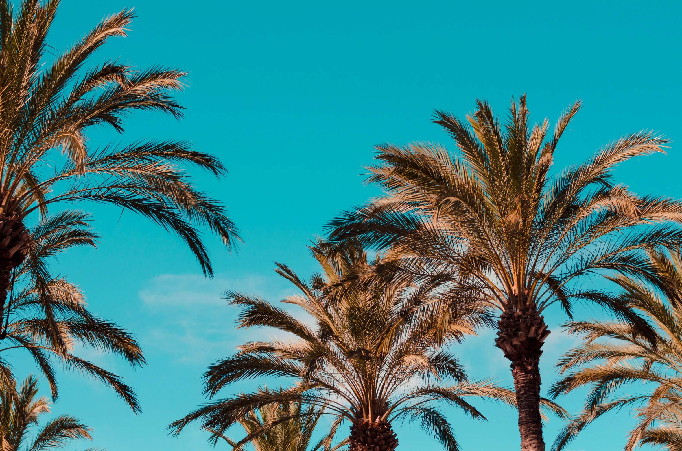 three rows of palm trees with a blue sky background