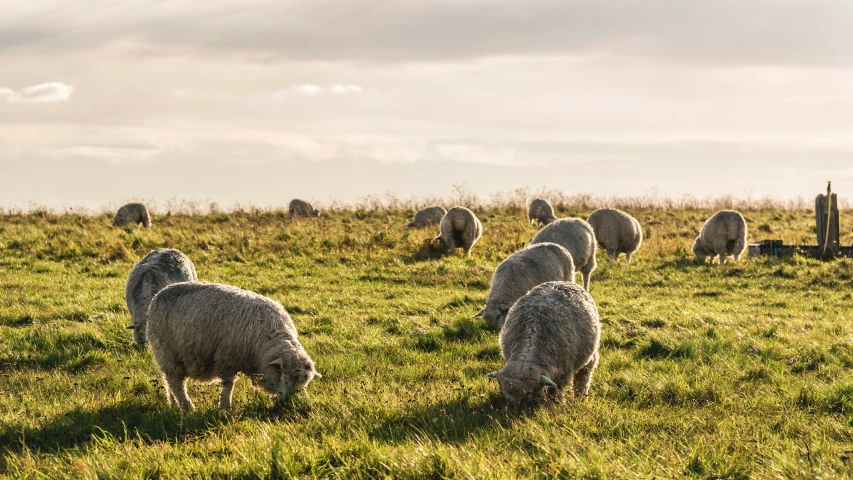 sheep graze on a grassy plain in the field