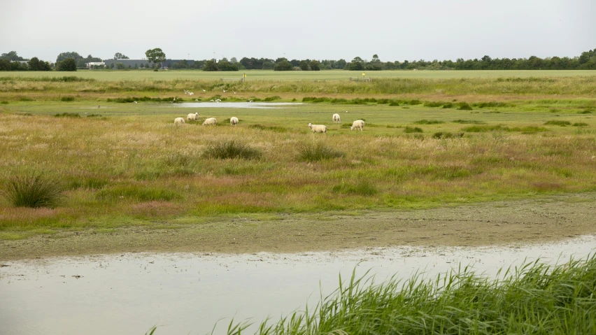 sheep graze in the field beside a pond