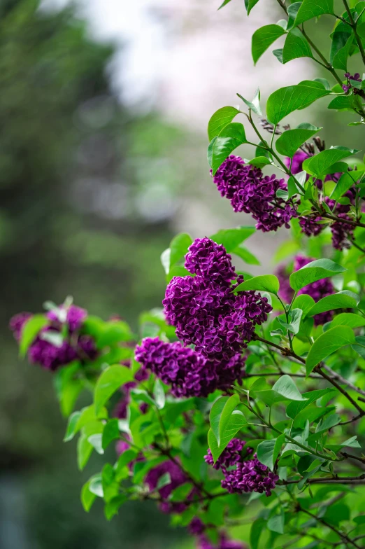 purple flowers are growing next to each other in a garden