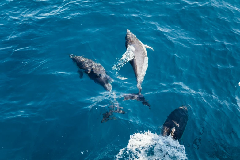 a group of dolphins swimming on top of the ocean