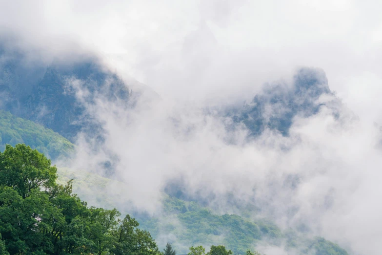 a tree line stands in front of a mountain