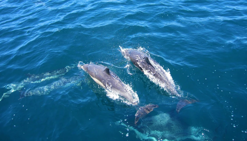 two adult and one juvenile swimming near each other in the ocean